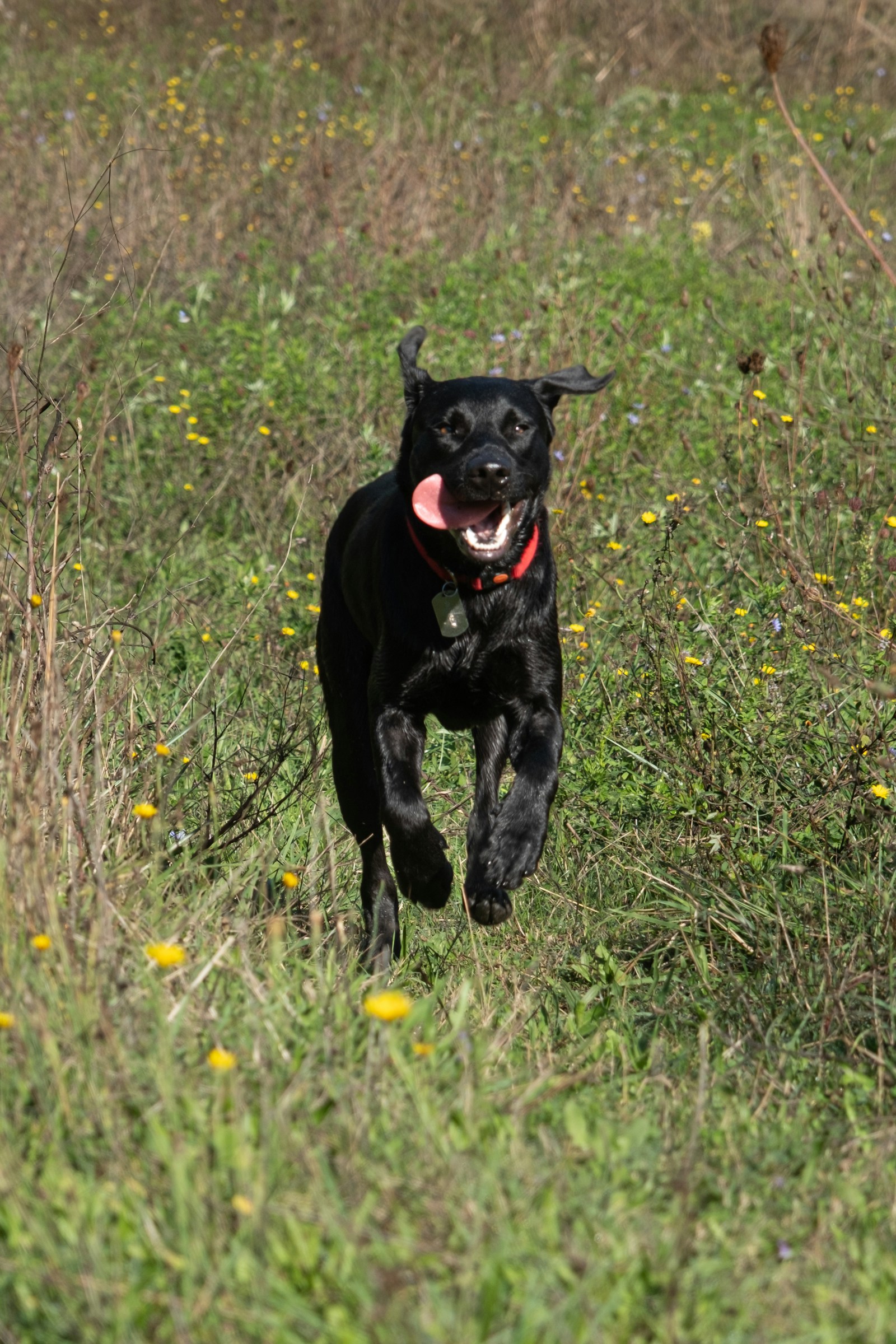 Fröhlicher Hund läuft über eine private Wiese